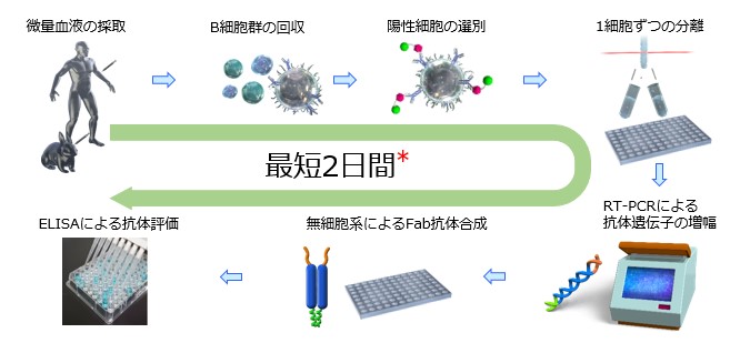 ヒト ウサギモノクローナル抗体 探索受託サービス 株式会社薬研社 受託オンライン Yakukensha Co Ltd Commissioned Research Online