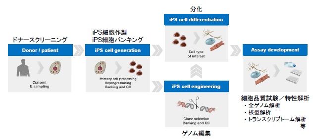 Ips ヒトes Hes 細胞作製 分化 株式会社薬研社 受託オンライン Yakukensha Co Ltd Commissioned Research Online