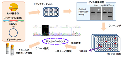 Ips ヒトes Hes 細胞作製 分化 株式会社薬研社 受託オンライン Yakukensha Co Ltd Commissioned Research Online