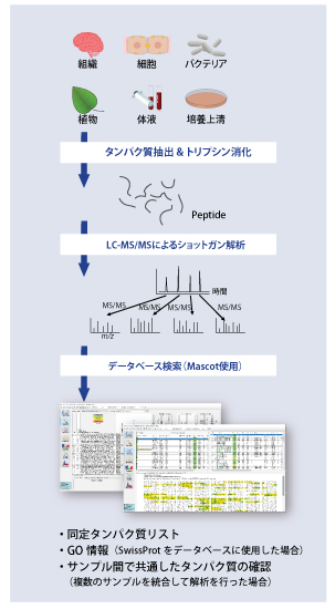 Lc Ms Msによるショットガン解析 株式会社薬研社 受託オンライン